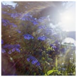 hydrangea