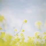 夢の中の