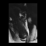 愛犬