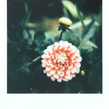 道端の花