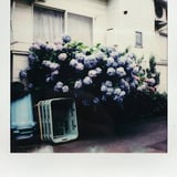 紫陽花