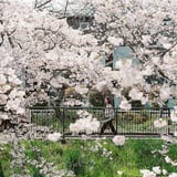 佐保川の桜
