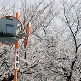 佐保川の桜