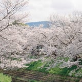 佐保川の桜