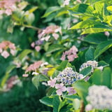 紫陽花