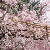 枝垂れ桜