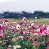 藤原京のコスモス2