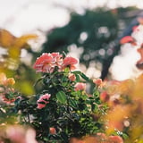 ピンクの薔薇