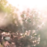 河津桜