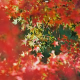 赤紅葉と青紅葉