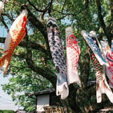 鯉のぼり