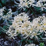 白い彼岸花