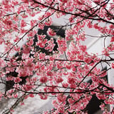 正月桜