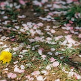 たんぽぽと桜