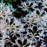 白い彼岸花2