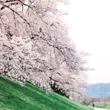 背割桜