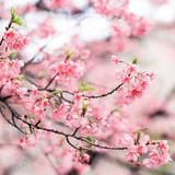 これも正月桜