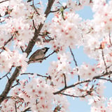 桜と雀