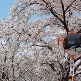 カーブミラーと桜