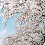 佐保川の桜