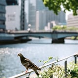 鳩