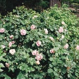 薔薇