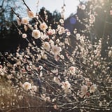 梅花