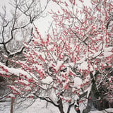 雪紅梅