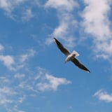 SEAGULL