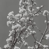 Cherry Blossom