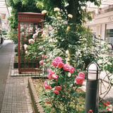 TELEPHONE