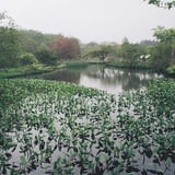 湿性花苑