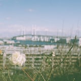 白薔薇
