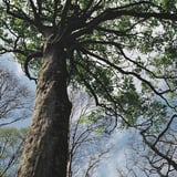 大樹の枝