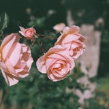 冬薔薇