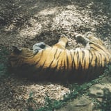 寝虎