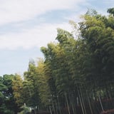 竹林
