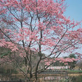 須磨浦普賢象