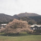 箱根園一本桜