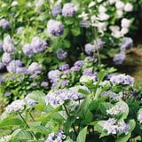 紫陽花