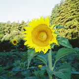 さんふらわあ