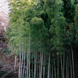 竹林