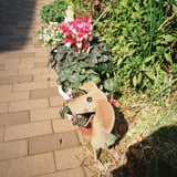 路傍の花壇