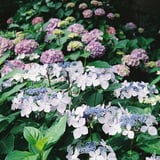 紫陽花