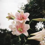百合