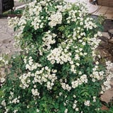 野薔薇