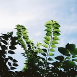 桑葉
