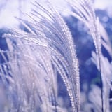 芒