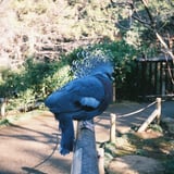 オウギバト
