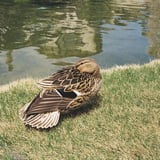 マガモ